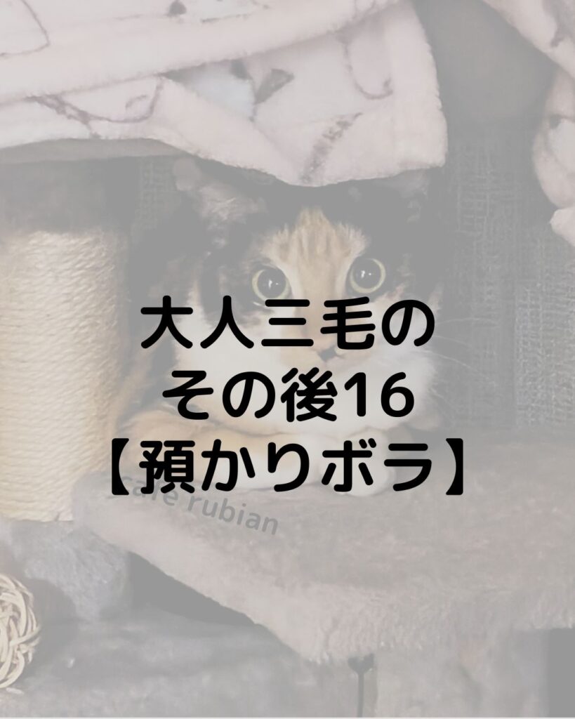 大人三毛のその後16【預かりボランティア】無事に卒業しました!