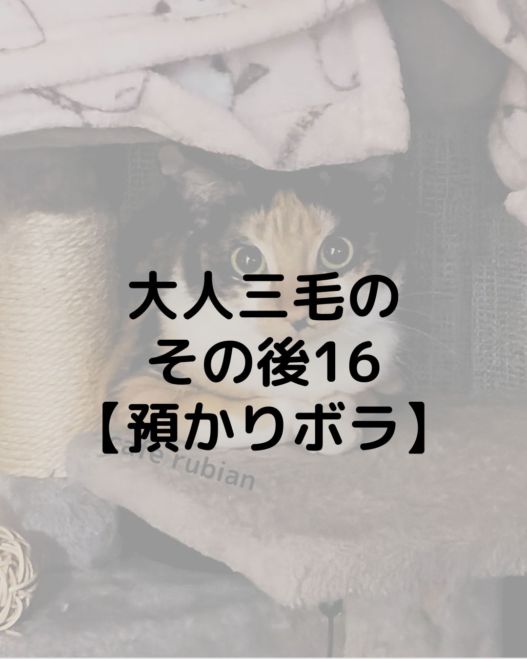 大人三毛のその後16【預かりボランティア】無事に卒業しました！