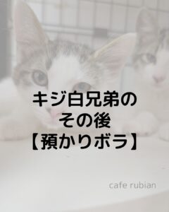 キジ白兄弟のその後【預かりボランティア】ネロは無事に卒業しました