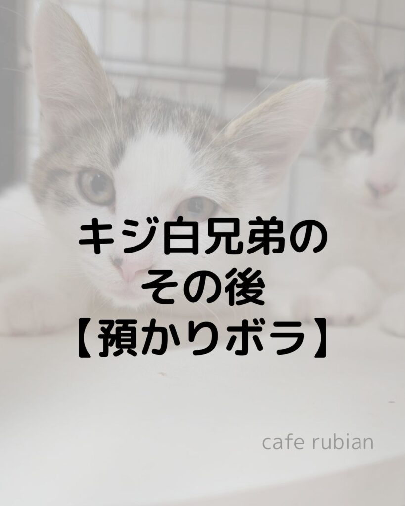 キジ白兄弟のその後【預かりボランティア】ネロは無事に卒業しました