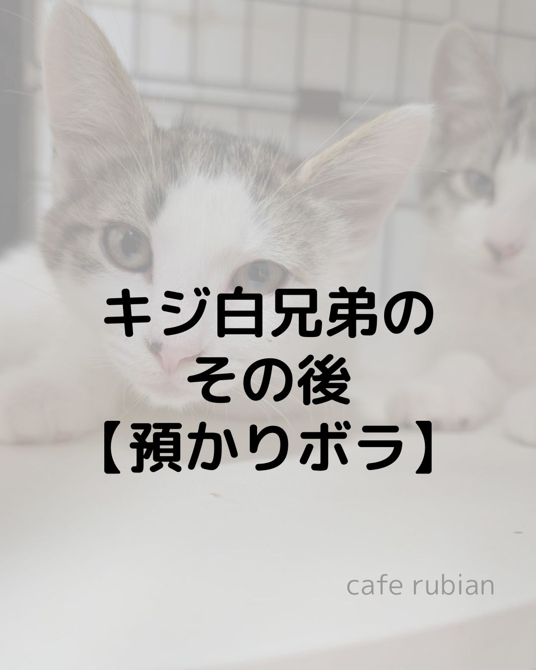 キジ白兄弟のその後【預かりボランティア】ネロは無事に卒業しました
