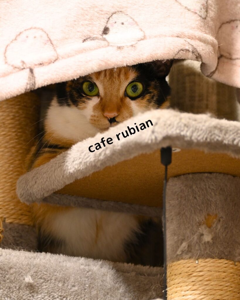 お腹が茶色い綾さん