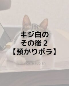 キジ白のその後【預かりボランティア】トライアル決定しました！