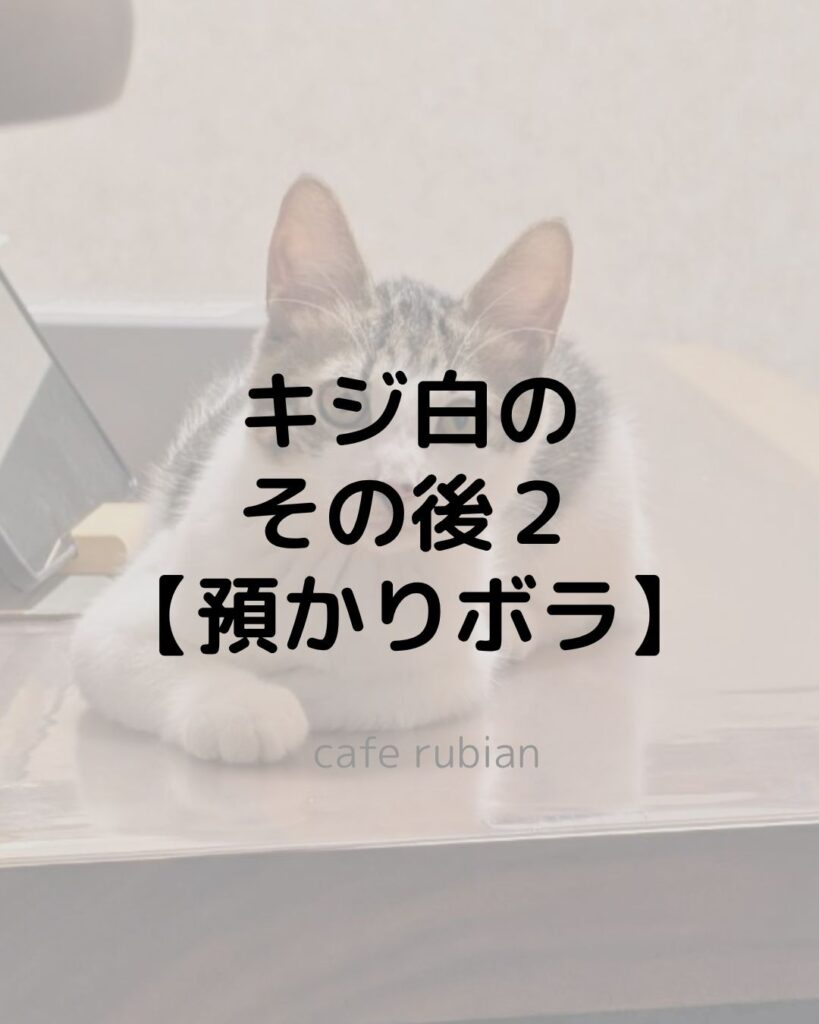 キジ白のその後【預かりボランティア】トライアル決定しました！