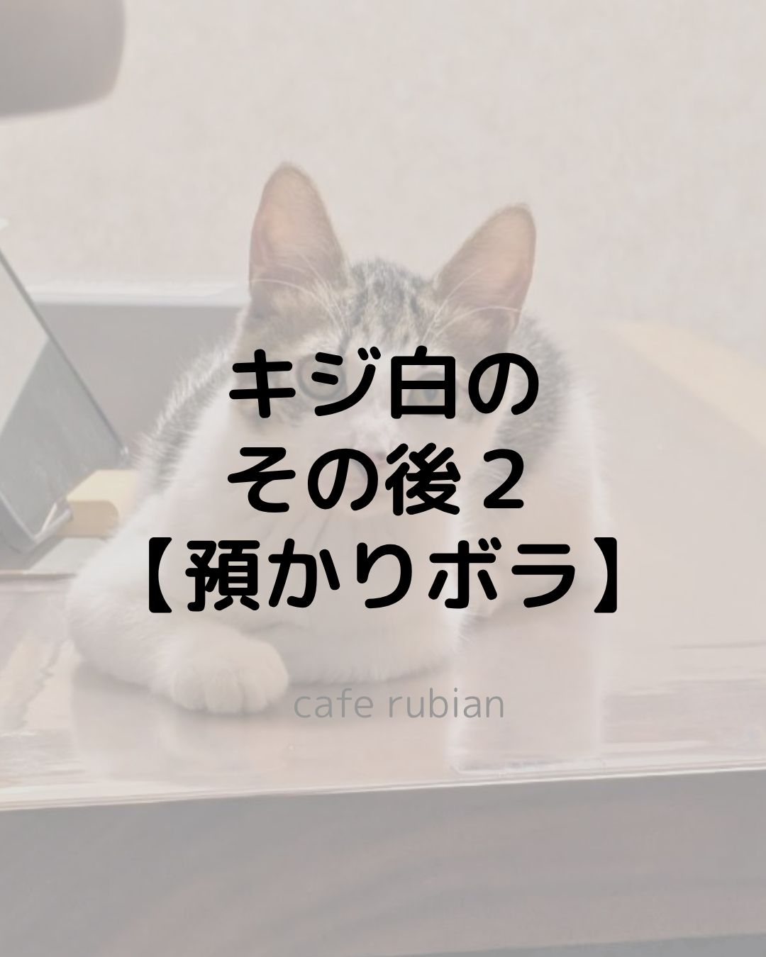 キジ白のその後【預かりボランティア】トライアル決定しました！