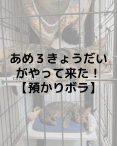 あめ3きょうだいがやって来た!【預かりボランティア】キジトラと三毛猫
