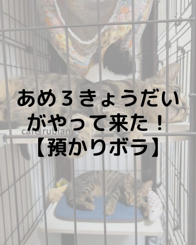 あめ３きょうだいがやって来た！【預かりボランティア】キジトラと三毛猫