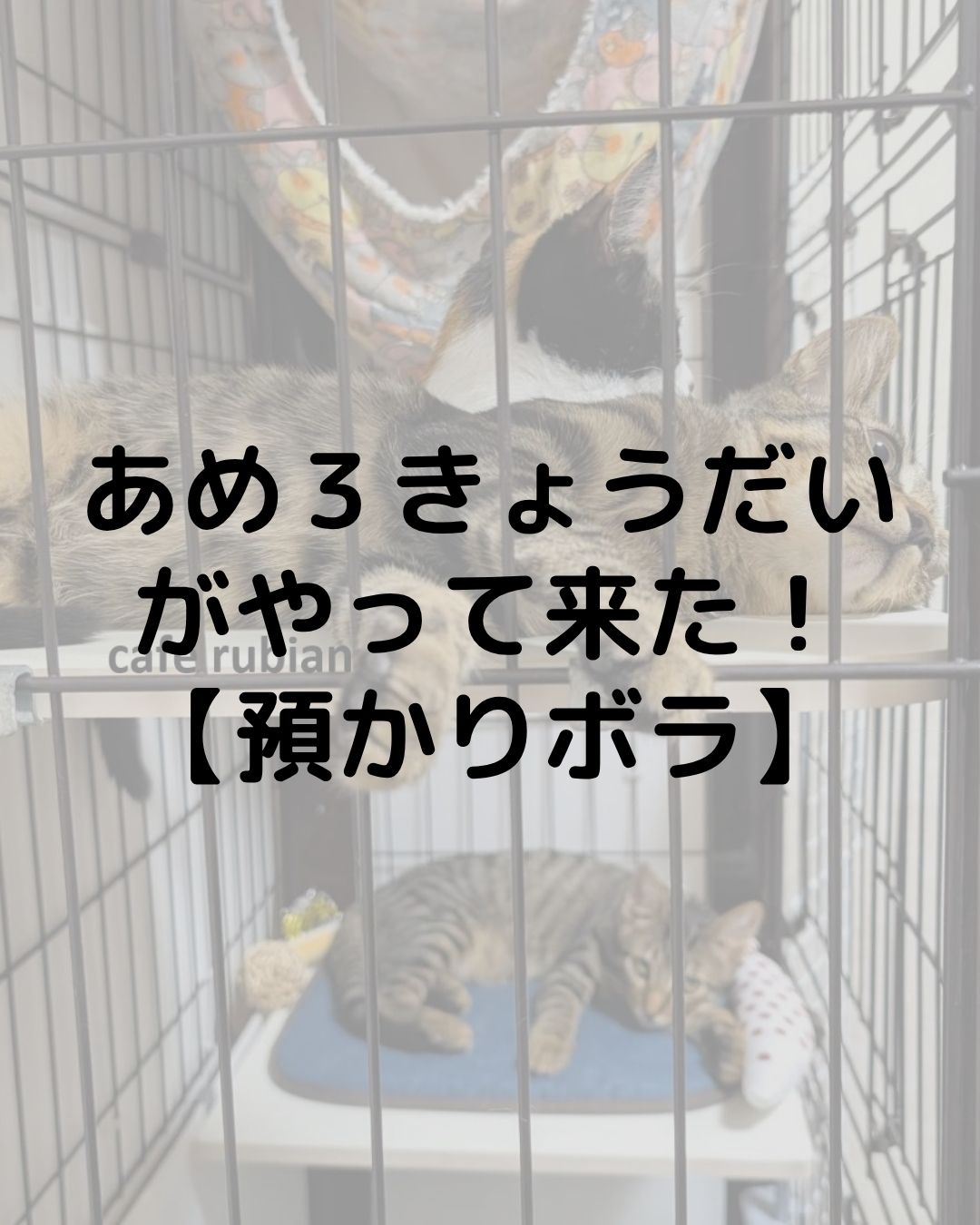 あめ３きょうだいがやって来た！【預かりボランティア】キジトラと三毛猫