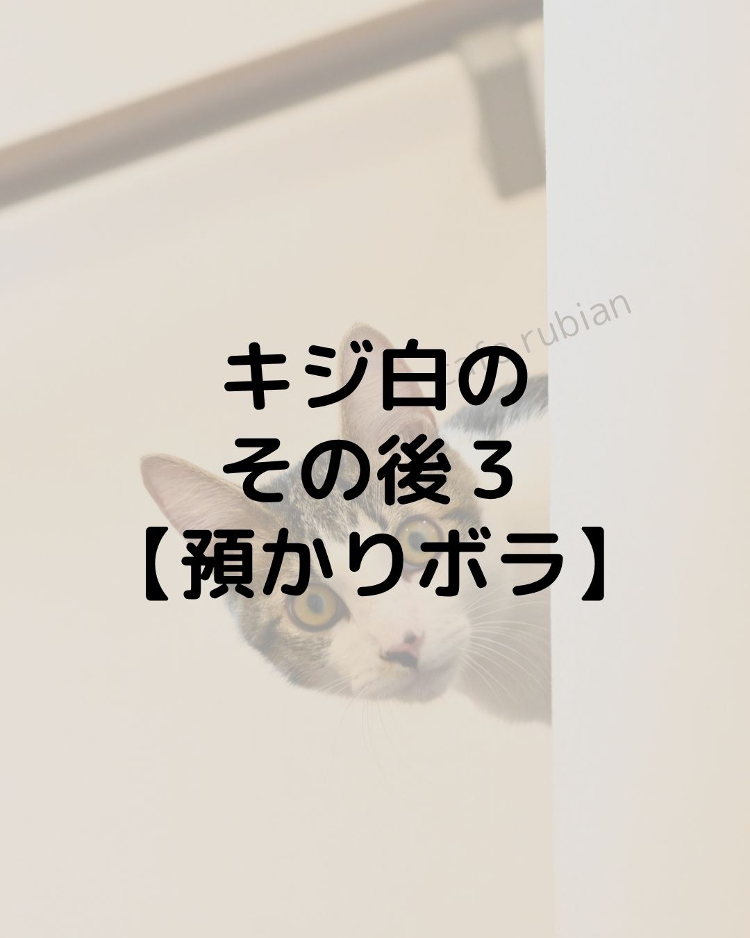 キジ白のその後３【預かりボランティア】無事に卒業しました！