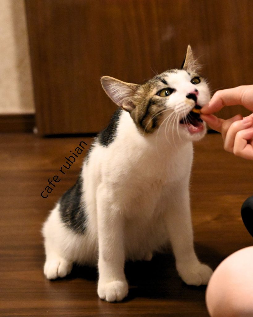 おやつを食べるチロ
