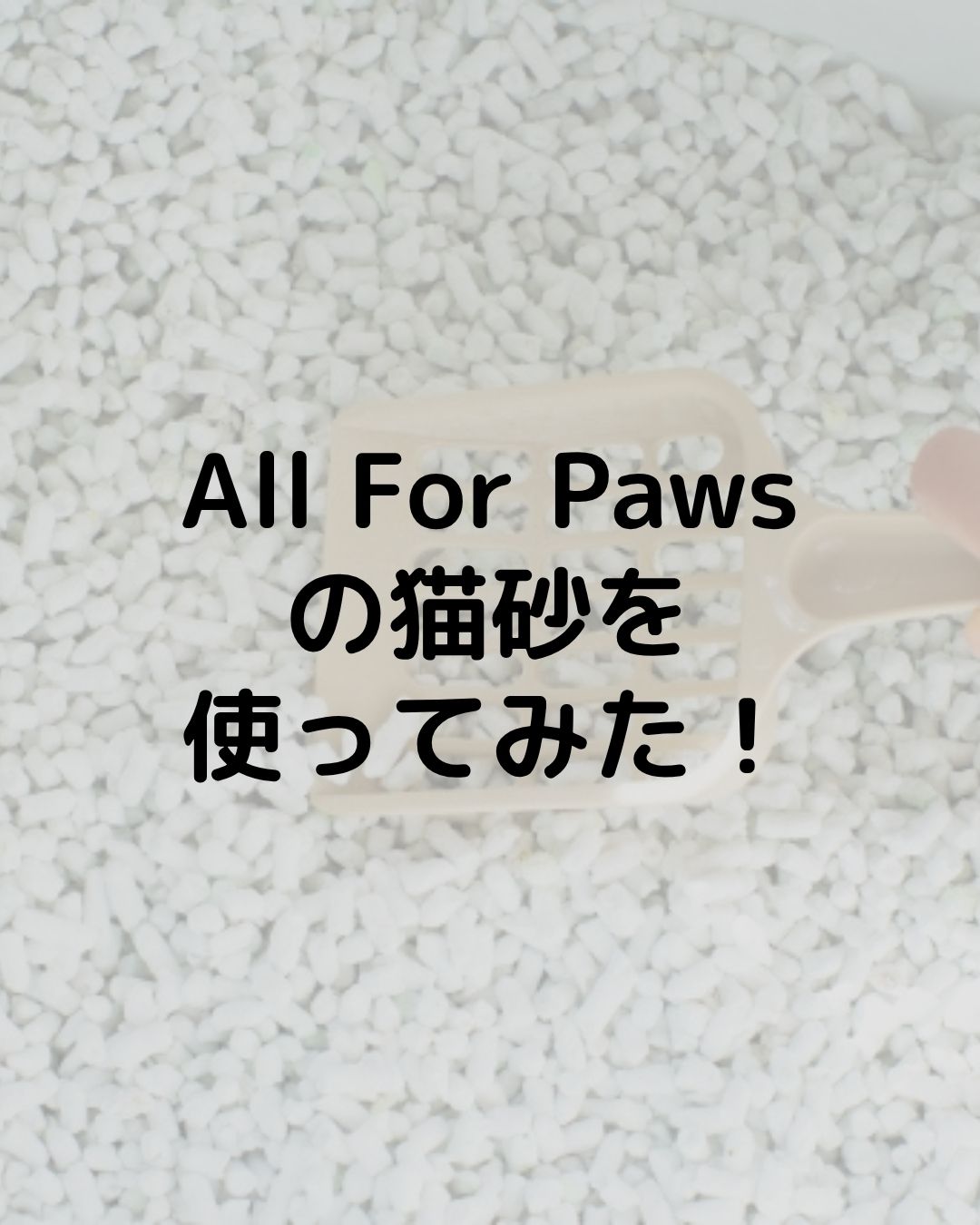 キャッサバ猫砂【All For Paws】を使ってみた！