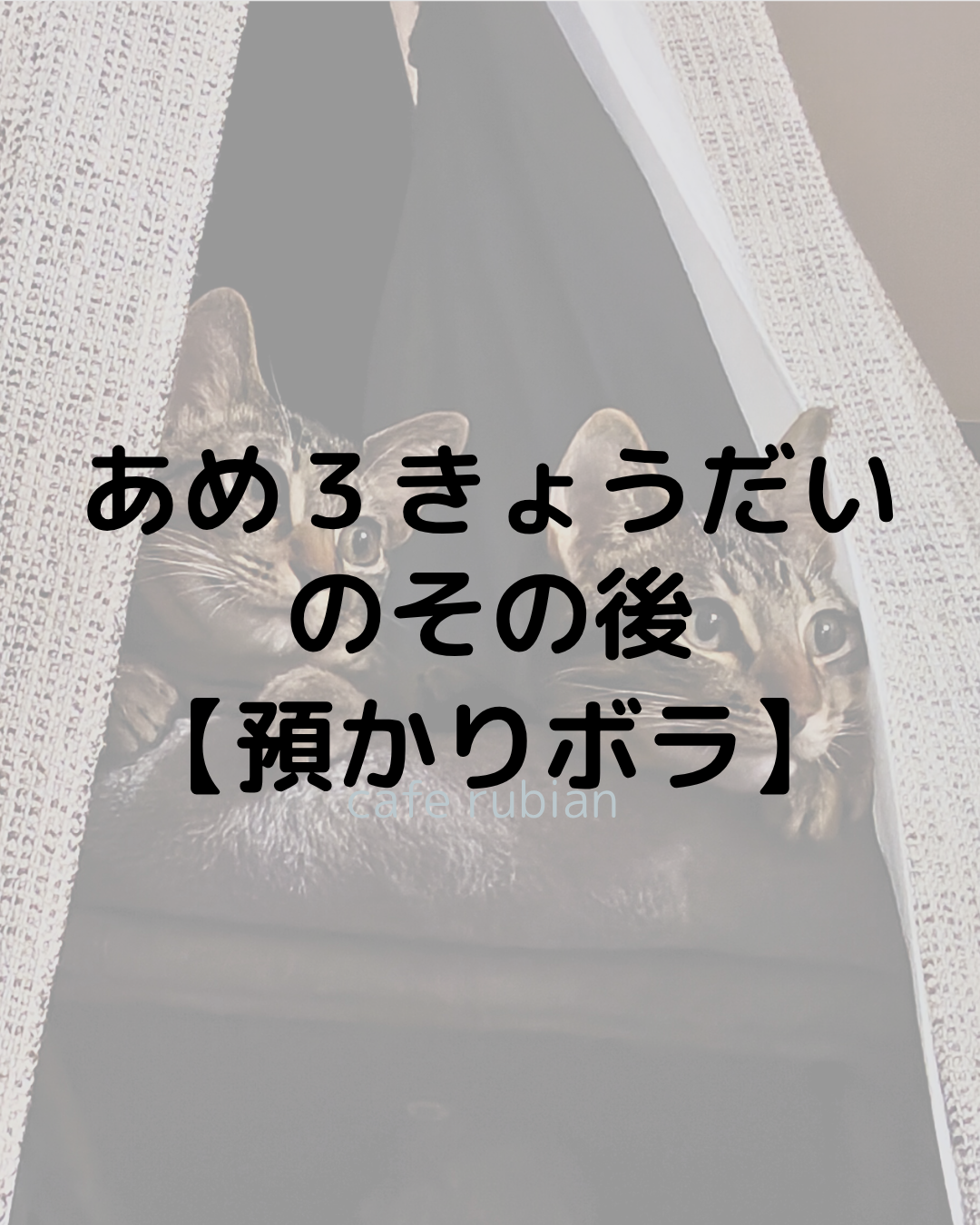 あめ３きょうだいのその後【預かりボランティア】